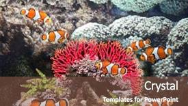  Presentation with fish aquarium - Colorful presentation enhanced with clown fish in marine aquarium backdrop and a tawny brown colored foreground