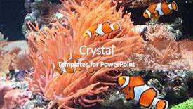  Presentation with aquarium sea anemone - Slide set with clown fish in marine background and a coral colored foreground