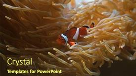  Presentation with clown - Colorful presentation theme enhanced with clown-fish-in-the-sea backdrop and a tawny brown colored foreground