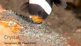  Presentation with indonesia - PPT layouts enhanced with clown-fish-in-the-tulamben background and a coral colored foreground
