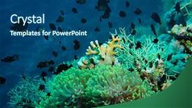  Presentation with tropical reef fish - Theme with clown fish with its young in the anemone site on a tropical coral reef background and a ocean colored foreground