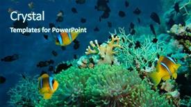  Presentation with tropical reef fish - Colorful slides enhanced with clown fish with its young in the anemone site on a tropical coral reef backdrop and a ocean colored foreground