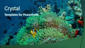  Presentation with tropical reef fish - Beautiful presentation theme featuring seabed - clown fish with its young backdrop and a ocean colored foreground