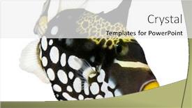  Presentation with clown - PPT theme enhanced with clown-triggerfish-fish-balistoides-conspicillum background and a white colored foreground
