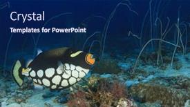  Presentation with coral - PPT theme featuring clown-triggerfish-fish-on-coral background and a navy blue colored foreground