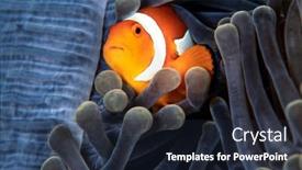  Presentation with amphiprion ocellaris clownfish in marine - Slides consisting of clownfish-amphiprion-ocellaris-komodo-island background and a wine colored foreground