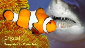  Presentation with shark - Beautiful theme featuring clownfish and attacking shark dangerous situation in tropical sea backdrop and a tawny brown colored foreground
