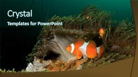  Presentation with clownfish nemo fish - Cool new theme with clownfish anemonefish nemo fish anemone backdrop and a forest green colored foreground