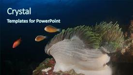  Presentation with clownfish nemo fish - PPT theme with clownfish anemonefish nemo fish anemone background and a navy blue colored foreground