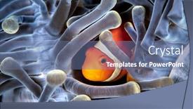  Presentation with indonesia - Presentation theme with clownfish-hiding-in-host-sea background and a  colored foreground