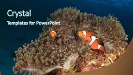  Presentation with clownfish nemo fish - Presentation theme with clownfish nemo fish background and a navy blue colored foreground