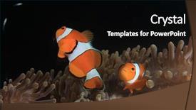  Presentation with clownfish nemo fish - Colorful PPT theme enhanced with clownfish nemo fish backdrop and a black colored foreground