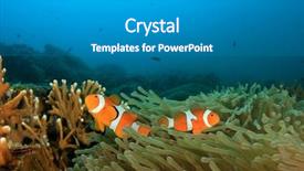  Presentation with clownfish nemo fish - Presentation theme having clownfish nemo fish background and a gray colored foreground