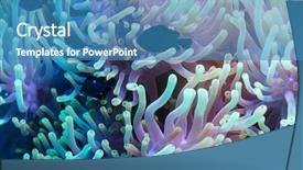  Presentation with amphiprion ocellaris clownfish in marine - Beautiful theme featuring a tropical coral reef backdrop and a teal colored foreground