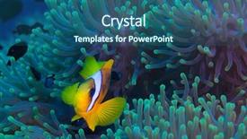  Presentation with coral - Colorful PPT layouts enhanced with clownfish shelters in its host anemone on a tropical coral reef backdrop and a ocean colored foreground