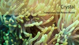  Presentation with coral reef - Slide set featuring a tropical coral reef background and a yellow colored foreground