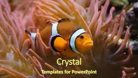  Presentation with amphiprion ocellaris clownfish in marine - Beautiful presentation design featuring clownfish swimming in the magnificent backdrop and a tawny brown colored foreground