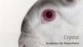  Presentation with rabbit - Presentation theme featuring clse-up-on-a-albinos background and a light gray colored foreground