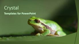  Presentation with white relativity theory - PPT theme consisting of clsoe-up-white-gooses background and a tawny brown colored foreground