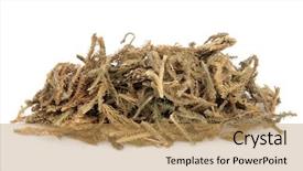  Presentation with chinese medicine - Presentation design consisting of club drugs - lycopodium herb used in chinese background and a coral colored foreground