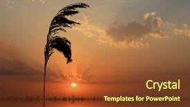  Presentation with suger cane - Cool new presentation with cluds - single cane on sunset background backdrop and a  colored foreground