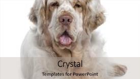  Presentation with old dog - Colorful slides enhanced with clumber spaniel dog 5 years backdrop and a light gray colored foreground