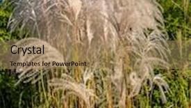  Presentation with sky blue - Audience pleasing presentation consisting of clump-of-giant-miscanthus-grass backdrop and a coral colored foreground