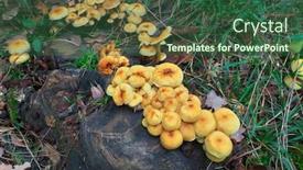  Presentation with mushrooms - Slides enhanced with clump-of-mushrooms-on-dead background and a ocean colored foreground