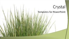  Presentation with tall - Presentation design with clump of tall grass background and a white colored foreground