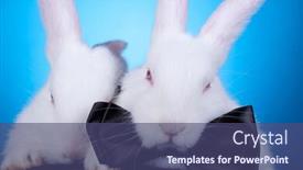  Presentation with cute baby - Presentation theme featuring cluseup picture of a couple of cute white baby rabbits on a blue background background and a ocean colored foreground