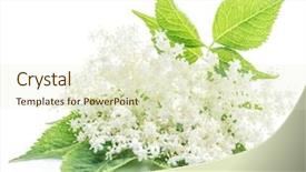  Presentation with white flowers - Beautiful PPT theme featuring cluster - elderberry flowers on the white backdrop and a soft green colored foreground