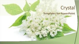  Presentation with white flowers - Slides featuring cluster - elderberry flowers on the white background and a cream colored foreground