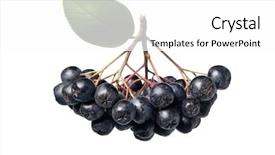  Presentation with berries - Audience pleasing slide deck consisting of cluster - fresh aronia berries with leaves backdrop and a white colored foreground