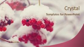 Presentation with frozen - PPT layouts featuring cluster - red frozen berries viburnum background and a lemonade colored foreground