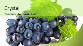 Presentation with blue green - Cool new PPT theme with cluster blue grapes with green backdrop and a yellow colored foreground