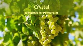  Presentation with wine green - Colorful PPT layouts enhanced with cluster green grapes at willow backdrop and a  colored foreground