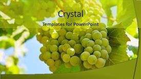  Presentation with wine green - PPT theme featuring cluster green grapes at willow background and a  colored foreground