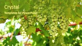  Presentation with wine green - Colorful presentation theme enhanced with cluster green grapes at willow backdrop and a  colored foreground