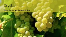  Presentation with wine green - Presentation theme consisting of cluster green grapes on willow background and a gold colored foreground