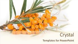  Presentation with berries - Presentation theme having cluster mature orange sea-buckthorn berries with leaves on a white background and a cream colored foreground
