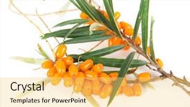 Presentation with berries - Theme featuring cluster mature orange sea-buckthorn berries with leaves on a white background and a yellow colored foreground
