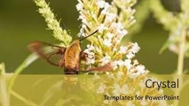  Presentation with moth - Cool new PPT layouts with cluster of a butterfly bush backdrop and a yellow colored foreground