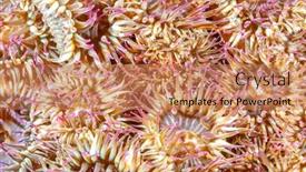  Presentation with aggregate - Presentation having cluster-of-colorful-aggregate-anemones background and a coral colored foreground