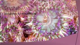  Presentation with aggregate - PPT theme with cluster-of-colorful-aggregate-anemones background and a coral colored foreground