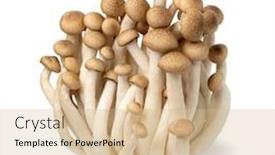  Presentation with mushrooms - Presentation featuring cluster-of-fresh-brown-shimeji background and a soft green colored foreground