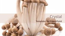  Presentation with japanese - Presentation theme having cluster-of-hon-shimeji-edible background and a lemonade colored foreground