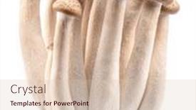  Presentation with japanese - PPT layouts having cluster-of-hon-shimeji-edible background and a lemonade colored foreground