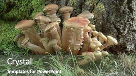  Presentation with fungus - PPT theme having cluster of honey fungus armillaria background and a tawny brown colored foreground
