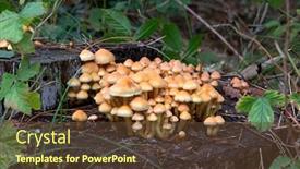 Presentation with fungi - Presentation theme enhanced with cluster-of-hypholoma-dispersum-fungi background and a tawny brown colored foreground