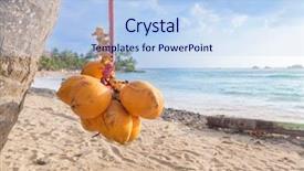  Presentation with palm tree - PPT theme with cluster of king coconut hanging background and a light blue colored foreground